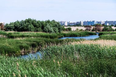 Vacaresti Deltası veya Vacaresti doğal parkı. Bükreş, Romanya.