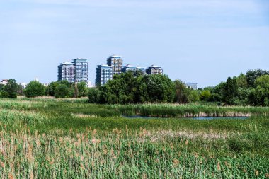 Vacaresti Deltası ya da Vacaresti doğal parkı. Arkasında binalar var. Bükreş, Romanya.