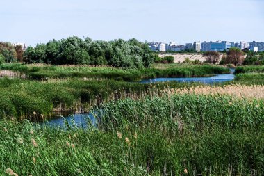 Vacaresti Deltası veya Vacaresti doğal parkı. Bükreş, Romanya.