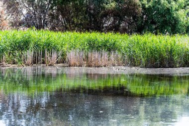 Vacaresti Deltası veya Vacaresti doğal parkı. Bükreş, Romanya.