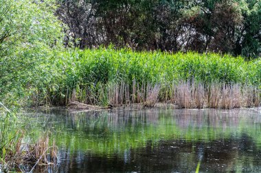 Vacaresti Deltası veya Vacaresti doğal parkı. Bükreş, Romanya.