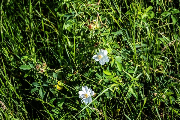 Rosa Arvensis Field Rose Species Wild Rose Plant Variously Known — Stock Photo, Image