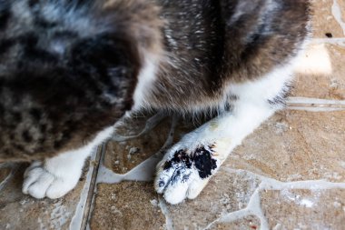 Yaralı kedi bacağı, ısırık bacağı..