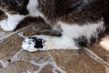 Yaralı kedi bacağı, ısırık bacağı..