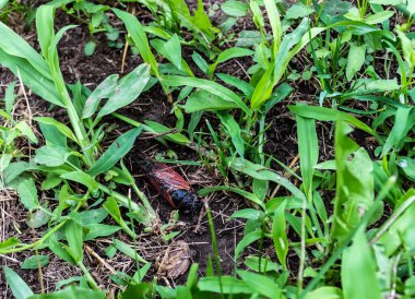 Ağustosböceği, gerçek ağustos böcekleri, büyük böcekler, başlarının üstünde üç oktelli üçgen biçiminde ve kısa, kıllı antenleriyle karakterize edilirler..