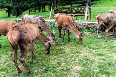 Yerleşim alanında bir sürü geyik ot ve mısır yiyor..