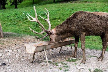 Geyik besleyiciden mısır yiyor..