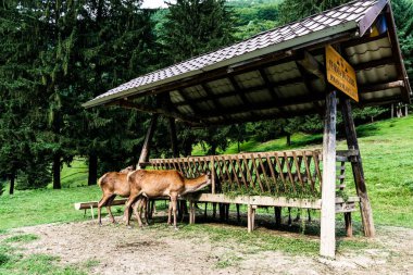 AVRIG, POIANA NeAMTULUI, ROMANIA 19 AĞUSTOS 2023: Geyik çiftliği.