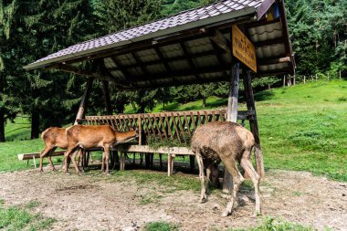 AVRIG, POIANA NeAMTULUI, ROMANIA 19 AĞUSTOS 2023: Geyik çiftliği.