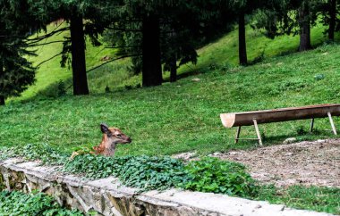 Yerde duran bebek geyik.