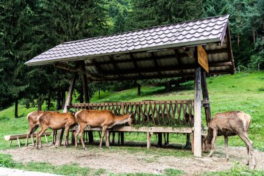 AVRIG, POIANA NeAMTULUI, ROMANIA 19 AĞUSTOS 2023: Geyik çiftliği.