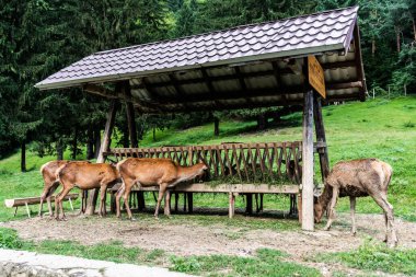 AVRIG, POIANA NeAMTULUI, ROMANIA 19 AĞUSTOS 2023: Geyik çiftliği.