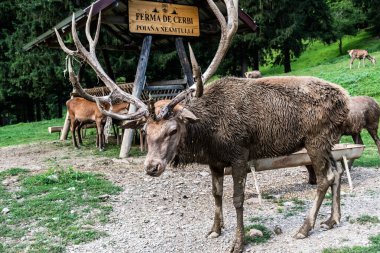 AVRIG, POIANA NeAMTULUI, ROMANIA 19 AĞUSTOS 2023: Geyik çiftliği.