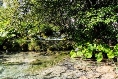 Oenothera gaura şelalenin yanında. Oenothera gaura suyla çevrili..