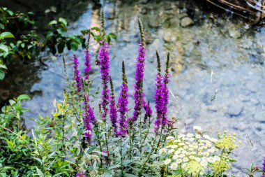 Lythrum virgatum, Lythraceae familyasından bir bitki türü..