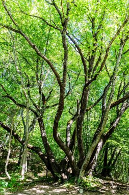 Eğri büğrü büyük ağaç, garip dallar