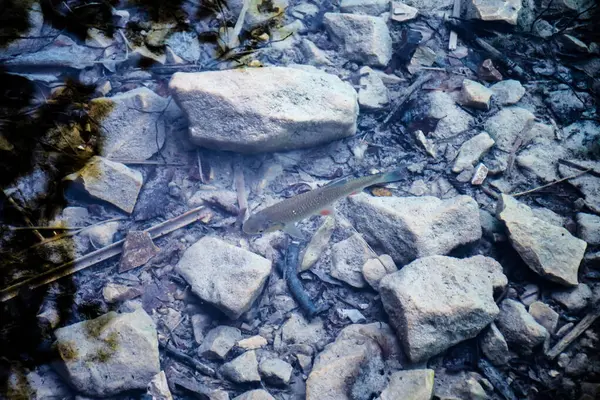 Hırvatistan 'ın Plitvice kentinde bir gölde taze su balığı.