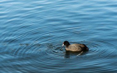 Avrasya yaban ördeği (
