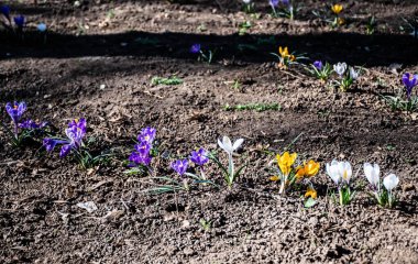 Crocus flavus, known as yellow crocus, Dutch yellow crocus or snow crocus. clipart