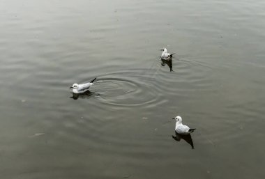 Seagulls floating on the lake. clipart