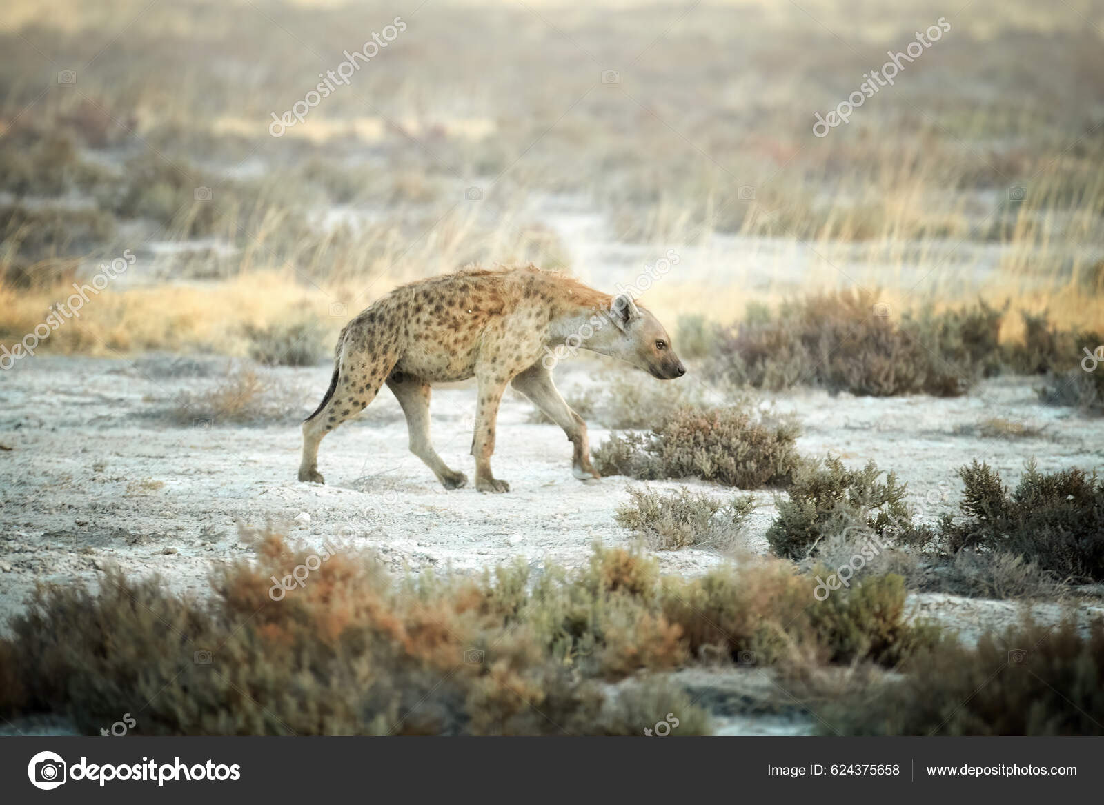 高山：狮子、老虎和熊保护区参观和游览| GetYourGuide, image size:1600x1167