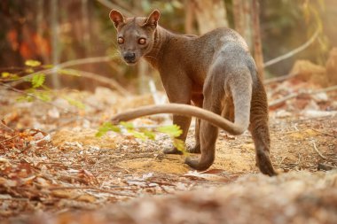 Madagascar fossa. Apex predator, lemur hunter. General view, fossa male with long tail in natural habitat. Shades of brown and orange. Endangered wild animal in the wild. Kirindy Forest, Madagascar. clipart