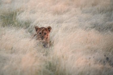 Çimlerde bir aslan yavrusu. Çok genç bir aslan yavrusu, kameraya bakıyor, kuru çimenlerde saklanıyor, renkli bir ışık. Sıcak renklerin gölgeleri, manzaralı hayvan posteri. Etosha Park 'ta vahşi yaşam, Namibya safarisi.