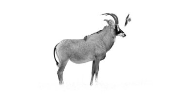 Roan antilopunun siyah beyaz fotoğrafı, Hippotragus ekvatoru, beyaz, büyük Afrika antilopları, eğri boynuzları. Vahşi hayvan, Afrika 'dan bir sahne..