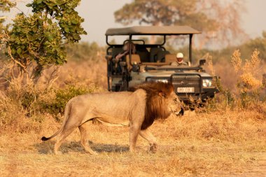 Açık safari arabasının önünde yürüyen koyu renk yeleli bir erkek aslan. Safariye çıkan turistler. Afrika aslanı sahnesi. Savuti, Botswana.