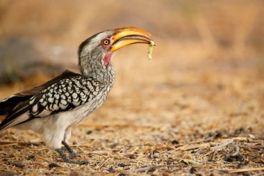 Sarı gagalı Hornbill 'in portresi, Tockus flavirostris, yeşil gagalı Afrika kuşu. Benekli tüy, parlak sarı göz, bulanık arka plan, Khwai nehri, Okavango deltası