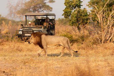 Açık safari arabasının önünde yürüyen koyu renk yeleli bir erkek aslan. Safariye çıkan turistler. Afrika aslanı sahnesi. Savuti, Botswana.