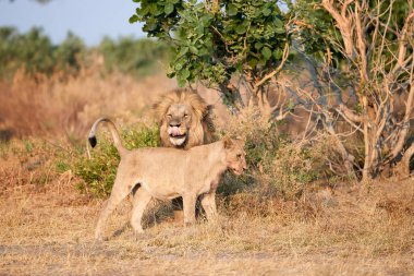 Siyah yeleli erkek aslan, aslan yavrusunu karşılıyor. Aslan aile sahnesi. Savuti, Botswana.