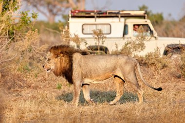 Siyah yeleli erkek aslan beyaz safari arabasının önünde yürüyor. Safariye çıkan turistler. Afrika aslanı sahnesi. Savuti, Botswana.