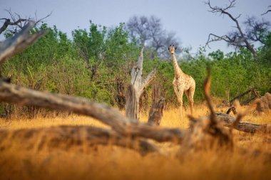 Zürafa, zürafa, camelopardalis, tipik bir çevrede, taze yeşil akasya çalılarının önünde duruyor, kameraya bakıyor. Canlı renkler, Botswana 'dan vahşi yaşam sahnesi.