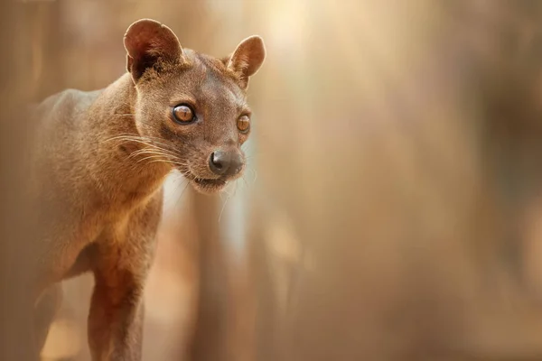 Madagaskar Fossa Männlich Detailliertes Foto Des Spitzenräubers Lemurenjägers Porträt Seitenansicht — Stockfoto