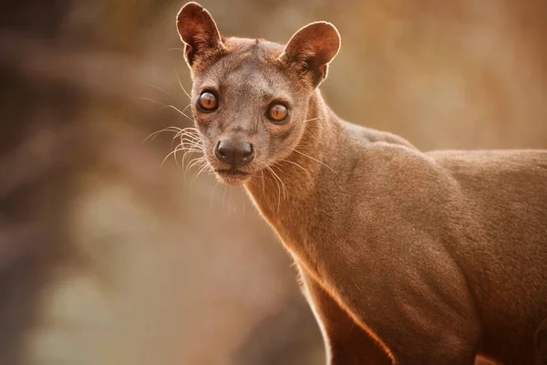 马达加斯加福萨 Apex猎食者狐猴猎食者肖像 眼神交流 模糊的背景 褐色和橙色的阴影 干燥的季节 野生濒临绝种的野生动物 马达加斯加Kirindy森林 — 图库照片