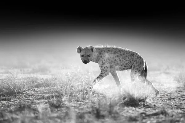 Spotted Hyena Crocuta Crocuta Motion Black White Artistic Processed Dry — Stock Photo, Image