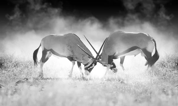 Moeilijk Gevecht Tussen Twee Mannelijke Oryx Antilopen Zwart Wit Artistiek — Stockfoto