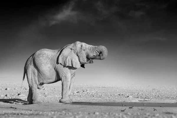 Bellas Artes Foto Blanco Negro Elefante Africano Sobre Fondo Oscuro — Foto de Stock