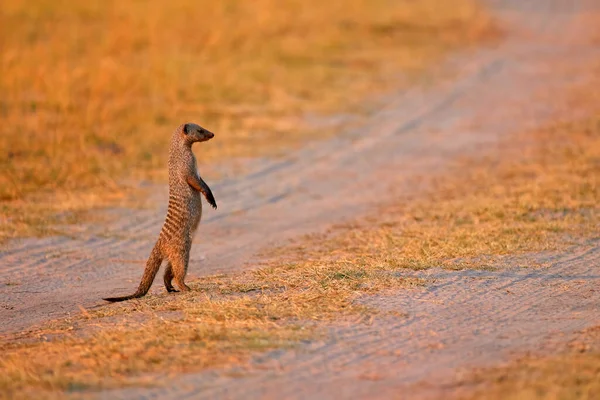 Banded Mongoose Guardião Mungos Mungo Sobre Pernas Traseiras Observando Arredores — Fotografia de Stock