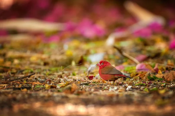 請求書に羽で地面に赤いアフリカの鳥 赤請求された暖炉やセネガルの暖炉 Lagonosticta Senegala エストレルディー家 エチオピアの野鳥 鳥類に多く見られる — ストック写真
