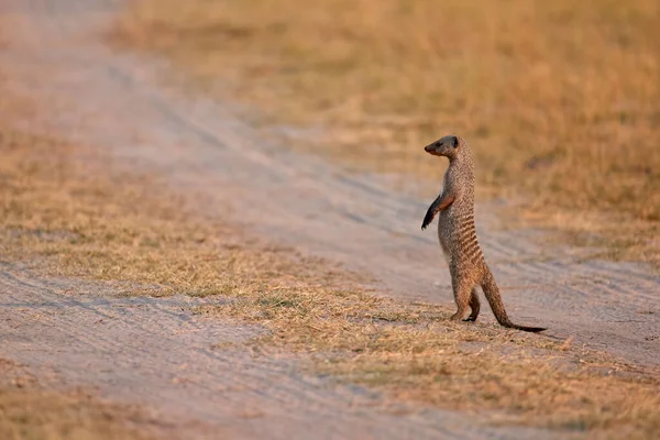 Banded Mongoose Guardian Mungos Mungo Standing Rear Legs Observing Surroundings — Stock Photo, Image