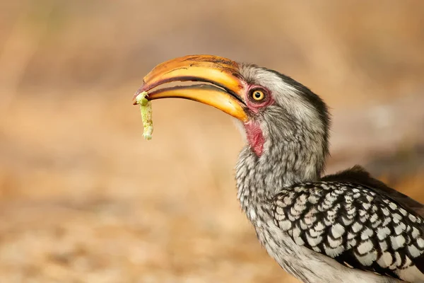 Retrato Hornbill Pico Amarillo Tockus Flavirostris Ave Africana Con Gusano — Foto de Stock
