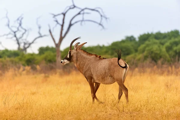 Roan Antilop Hippotragus Equinus Nagy Afrikai Antilop Görbe Szarvak Mozgásban — Stock Fotó