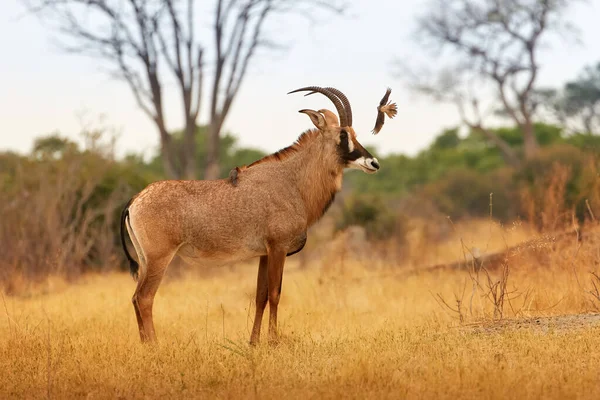 Roan Antilop Hippotragus Equinus Nagy Afrikai Antilop Görbe Szarvak Mozgásban — Stock Fotó
