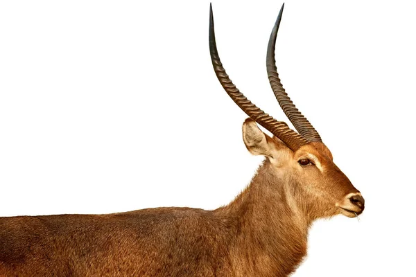 Portrait Waterbuck Kobus Ellipsiprymnus Large African Antelope Very Long Horns — Stock Photo, Image