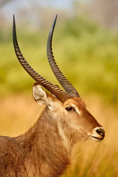Vertikales Porträt Des Wilden Wasserbocks Kobus Ellipsiprymnus Große Afrikanische Antilope — Stockfoto