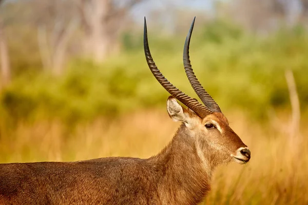 Porträt Des Wasserbocks Kobus Ellipsiprymnus Große Afrikanische Antilope Sehr Lange — Stockfoto
