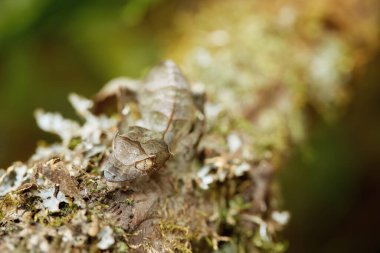 Uroplatus Phantasticus, Madagaskar 'a özgü Satanik Yaprak Kuyruklu Gecko. Şifreli, yaprak gibi vücut ortamına uyum sağlıyor. Ranomafana Yağmur Ormanları, Madagaskar.