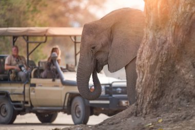 Afrika 'da safaride: Turistler açık çatıdaki safari arabalarında ön planda fil izliyorlar. Mana Havuzları, Zimbabwe.